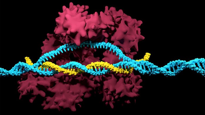 California CRISPR researchers
